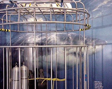 Detail photograph of finished Shark Cage Exhibit, with full scale great white shark