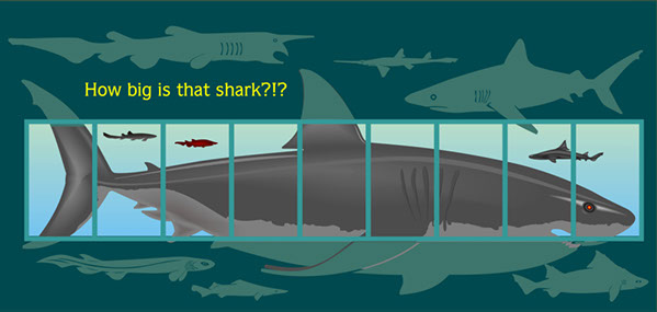 Concept Illustration of actual shark size exhibit